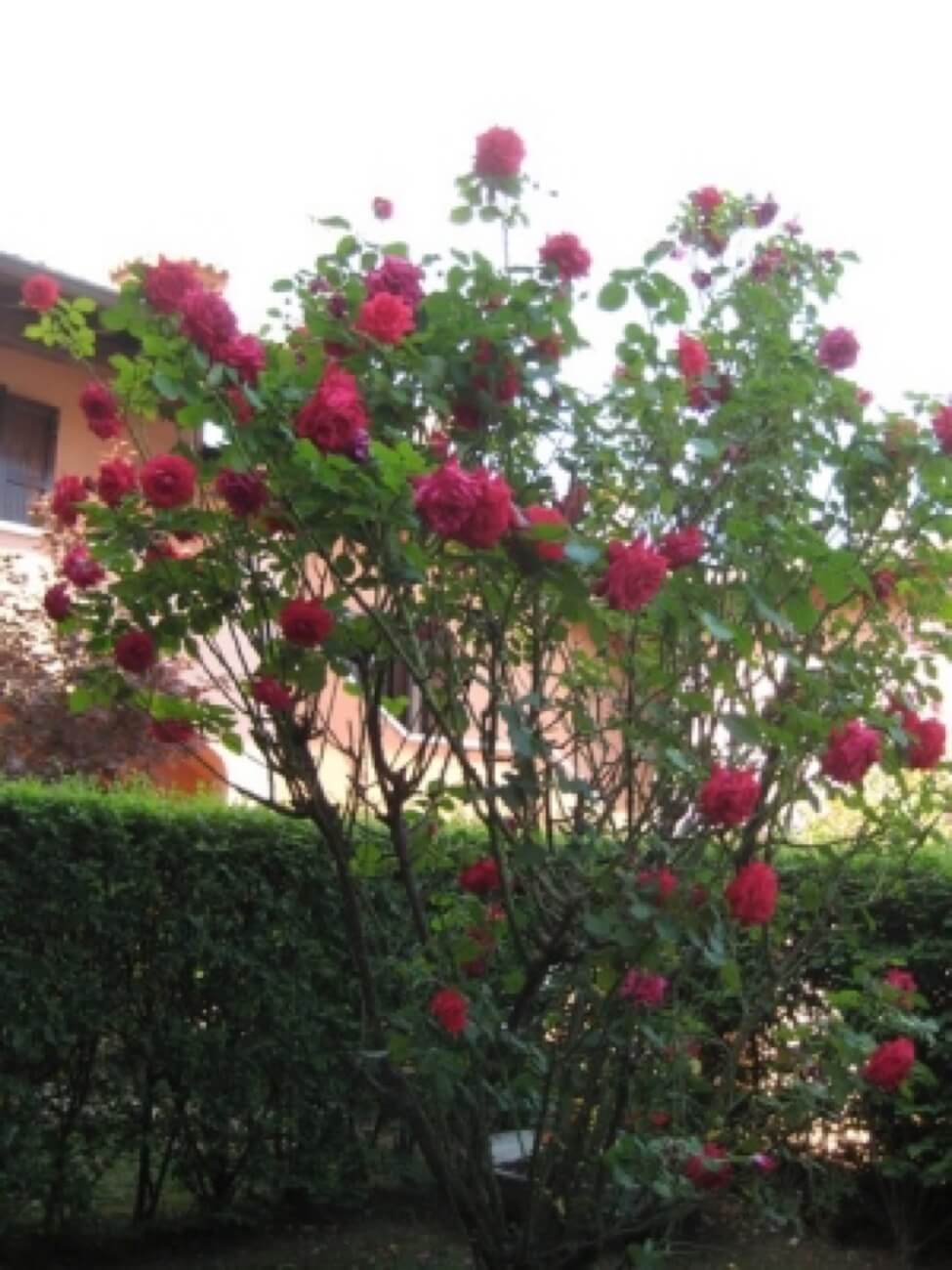 Rose Antiche