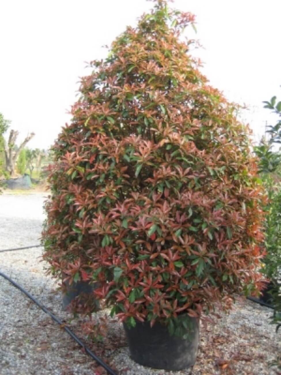 Photinia Red Robin A Cono