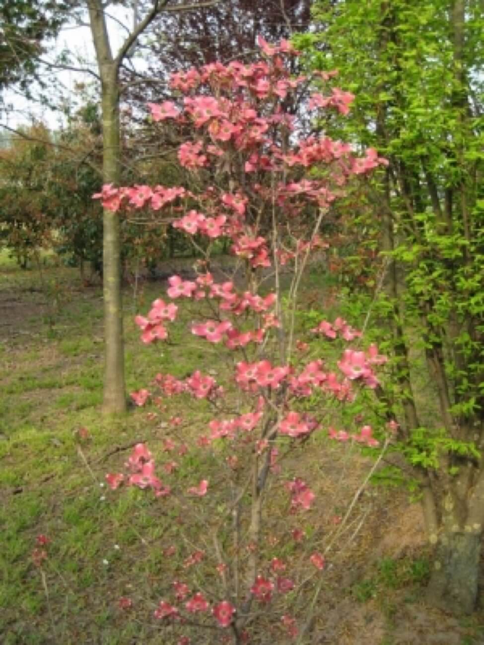 Cornus Florida Rubra
