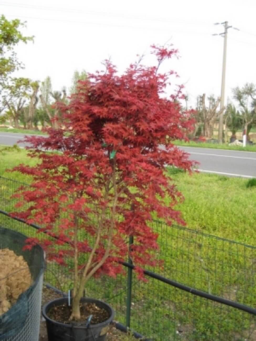 Acer Desohio