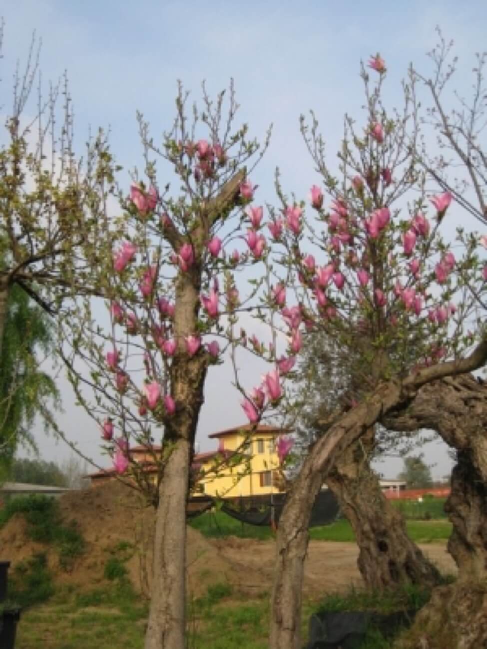 Magnolia Soulangeana