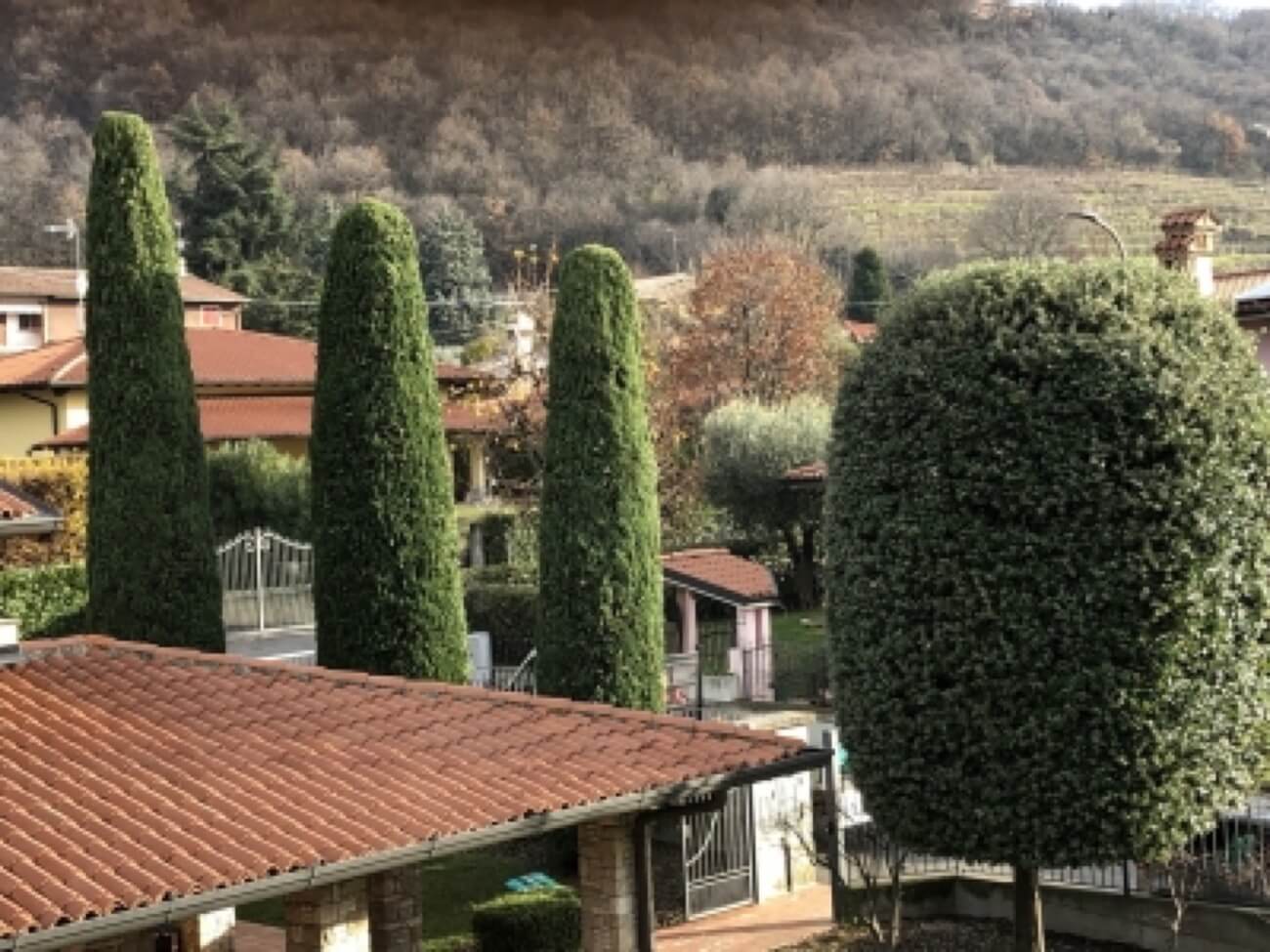 Cipressi E Quercia Ilex 