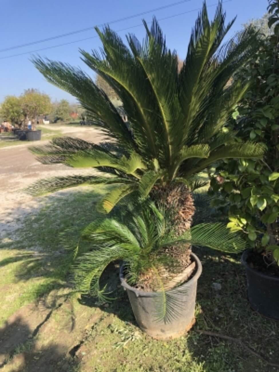 Cycas Rivoluta 