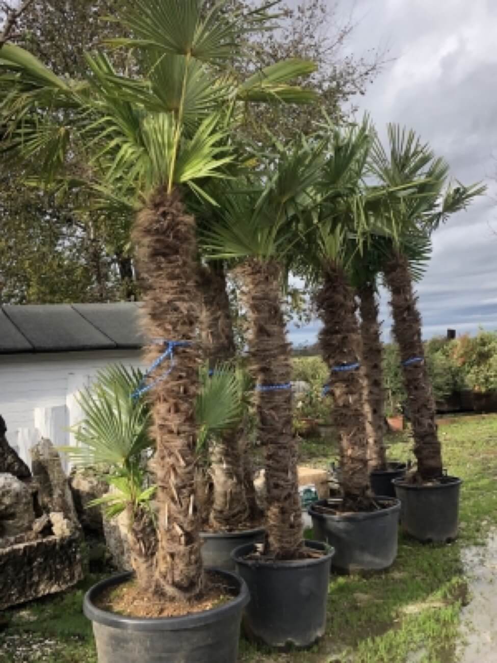 Palme Chamaerops Excelsa 