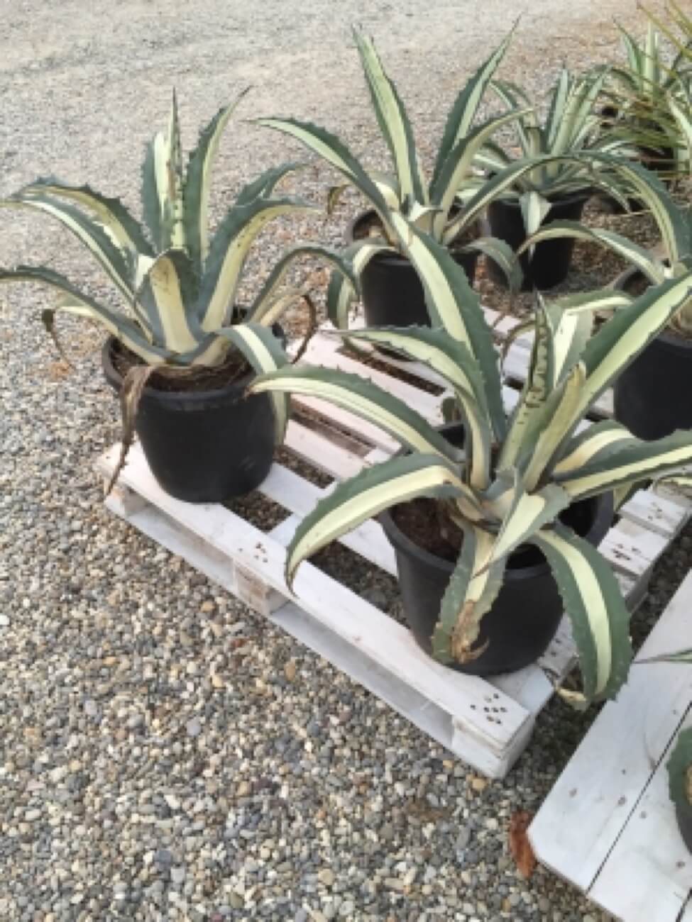 Agave Mediapicta