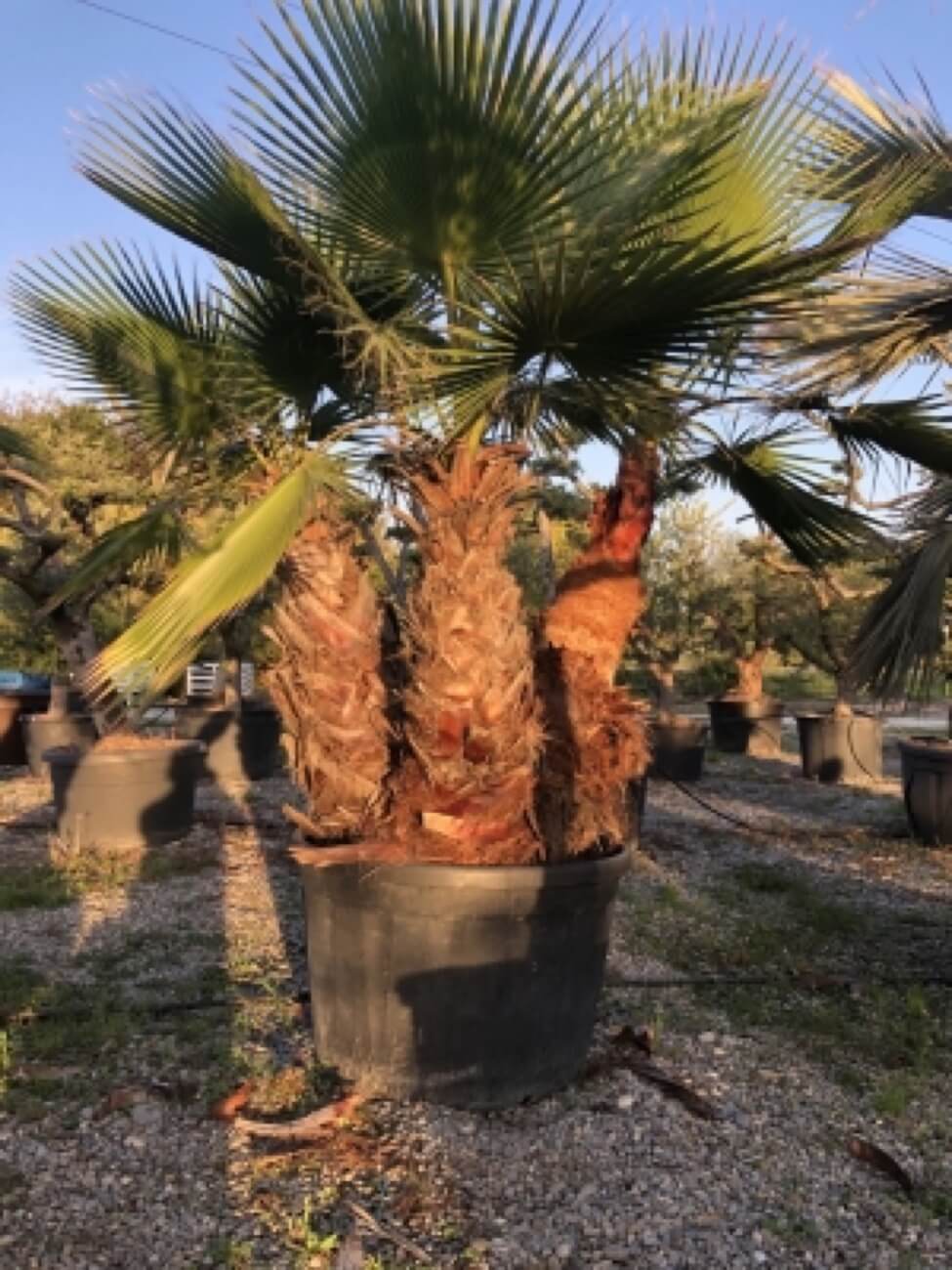 Washingtonia Filiera 