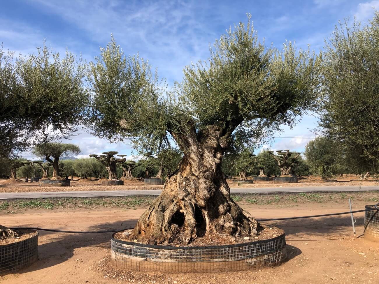 Mor Giardini Specializzato In Vendita E Installazione Di Olivi Monumentali