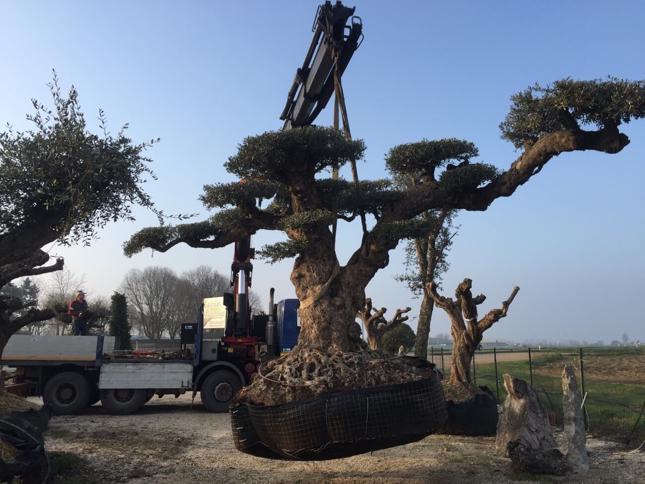 Mor Giardini Specializzato In Vendita E Installazione Di Olivi Monumentali