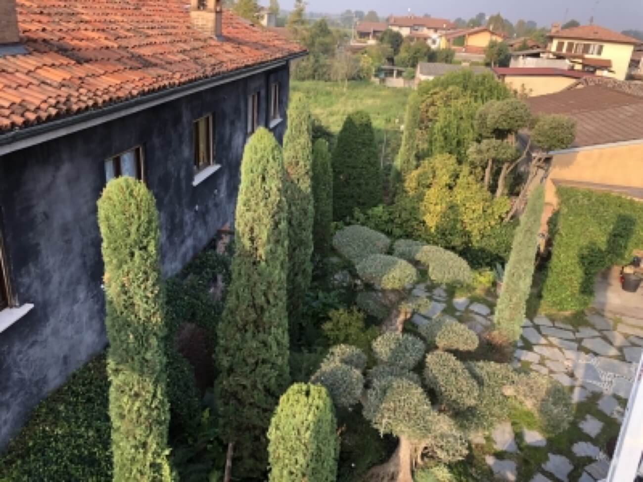 Giardino  Con Olivi Potato A Palchi E Cipressi 