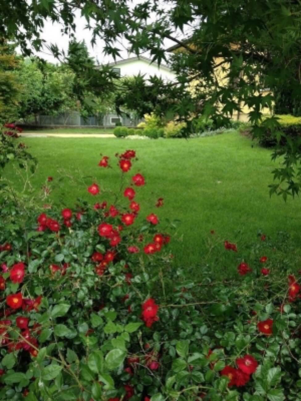 Giardino Con Rose Arbustive In Primo Piano 