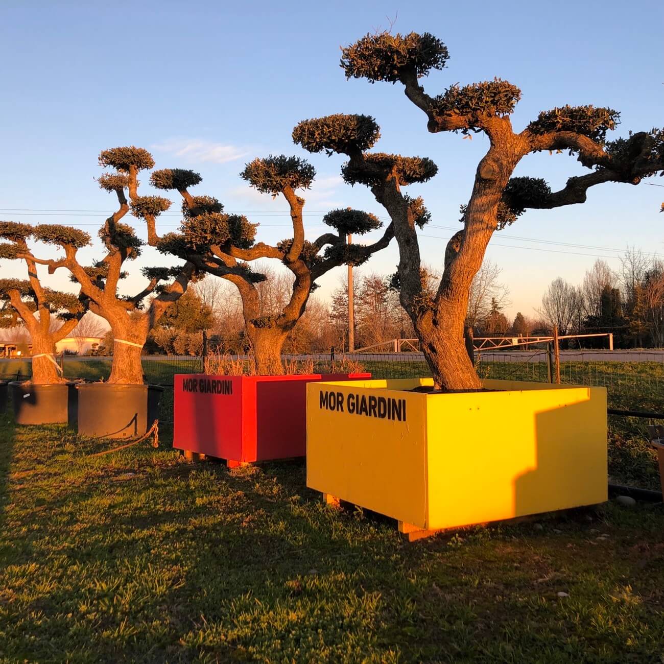 Carosello morgiardini.it