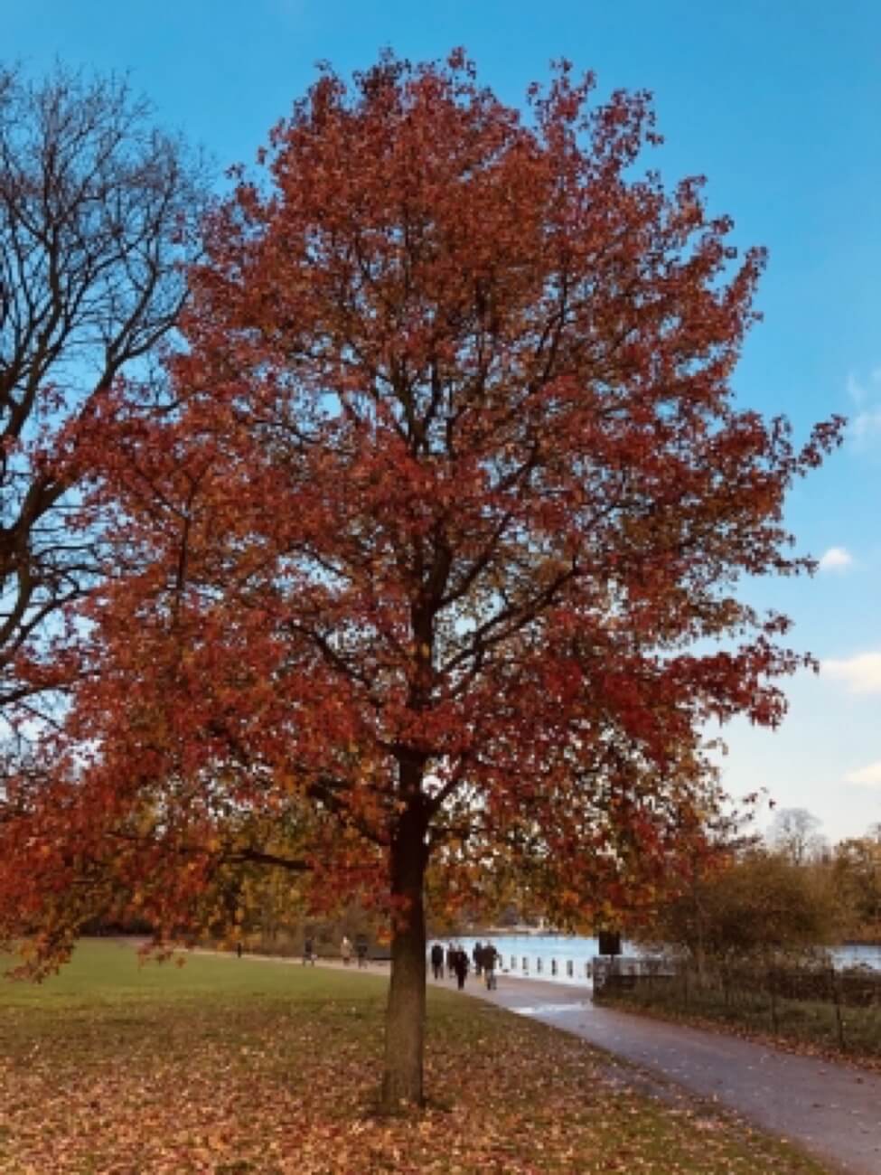 Liquidambar Styraciflua 