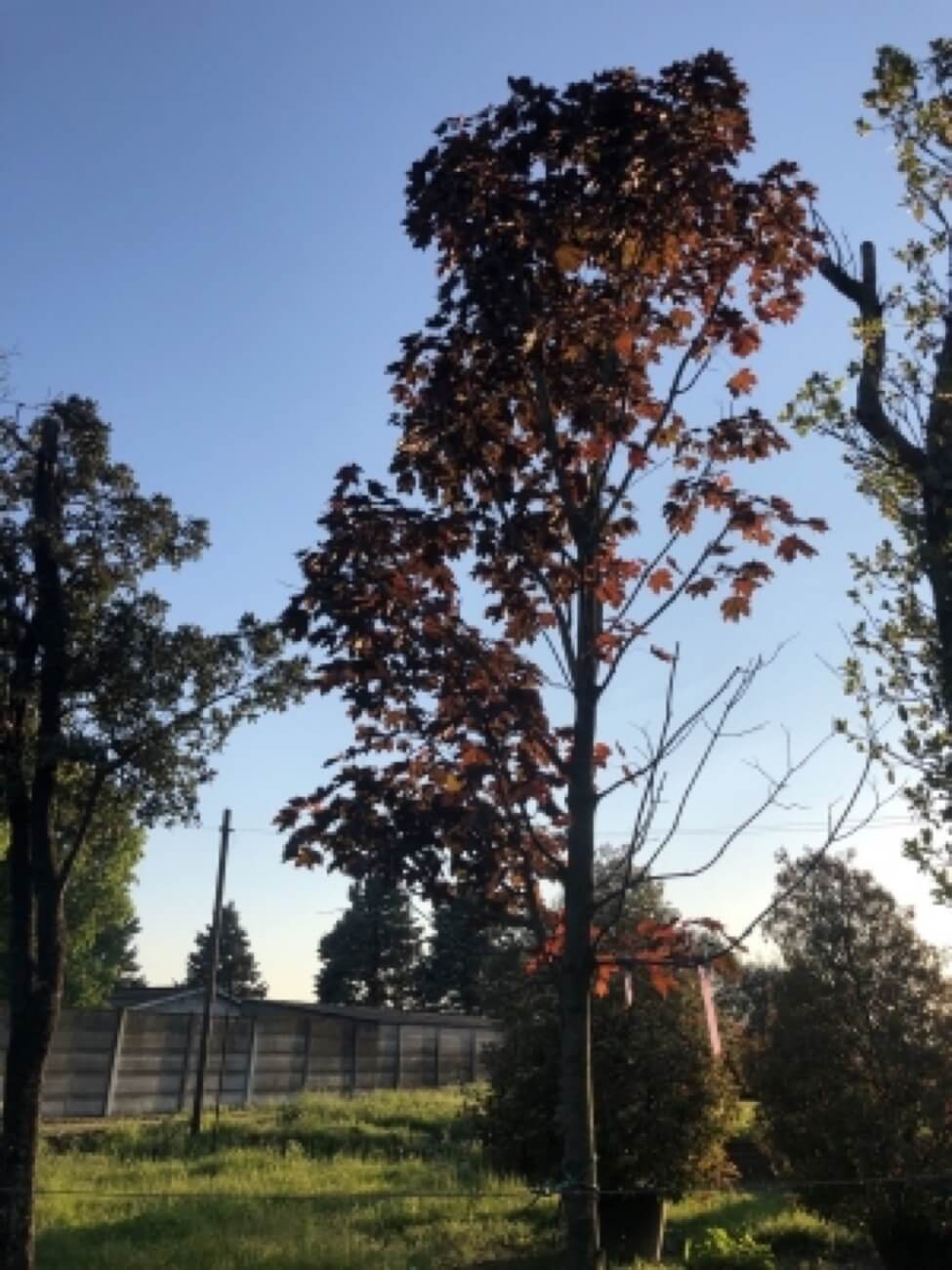 Aceri Crimson  King Rossi 