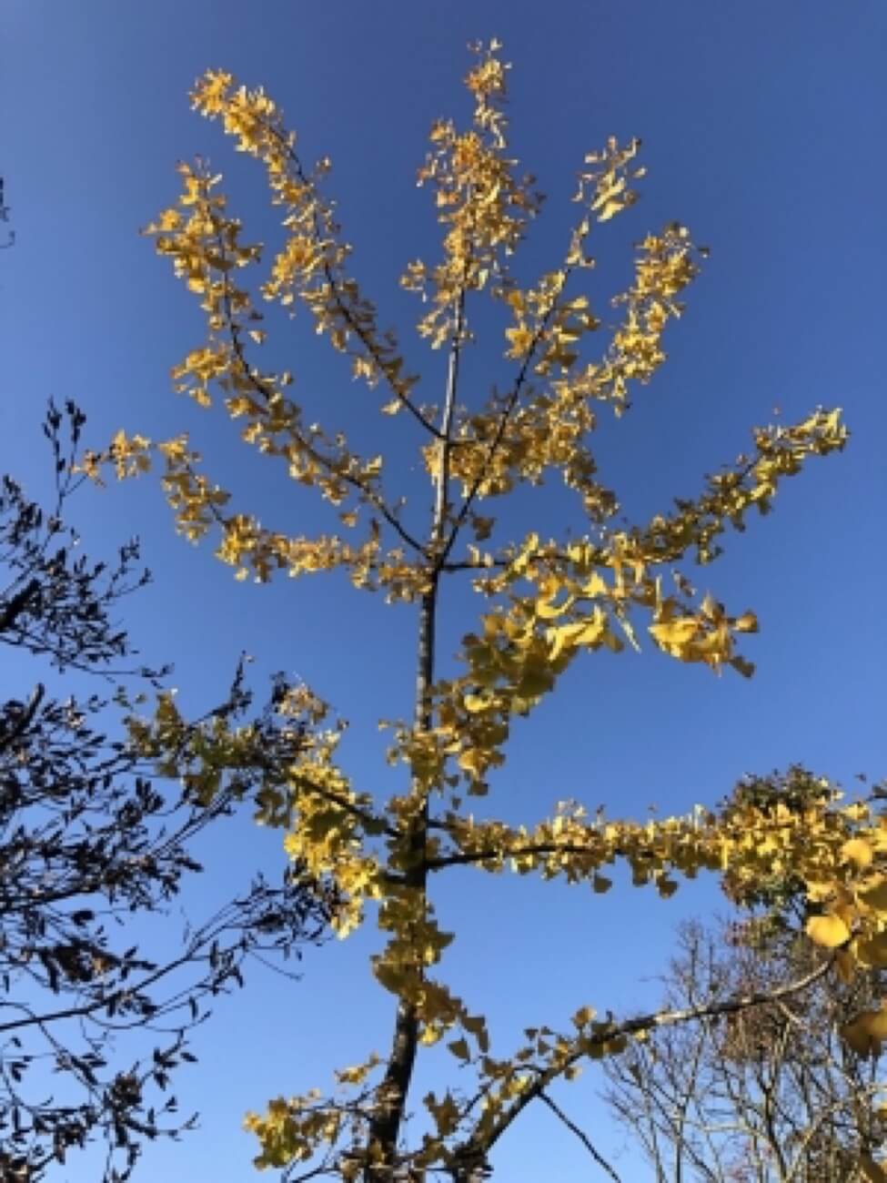 Ginkgo Biloba Aspetto Autunnale 