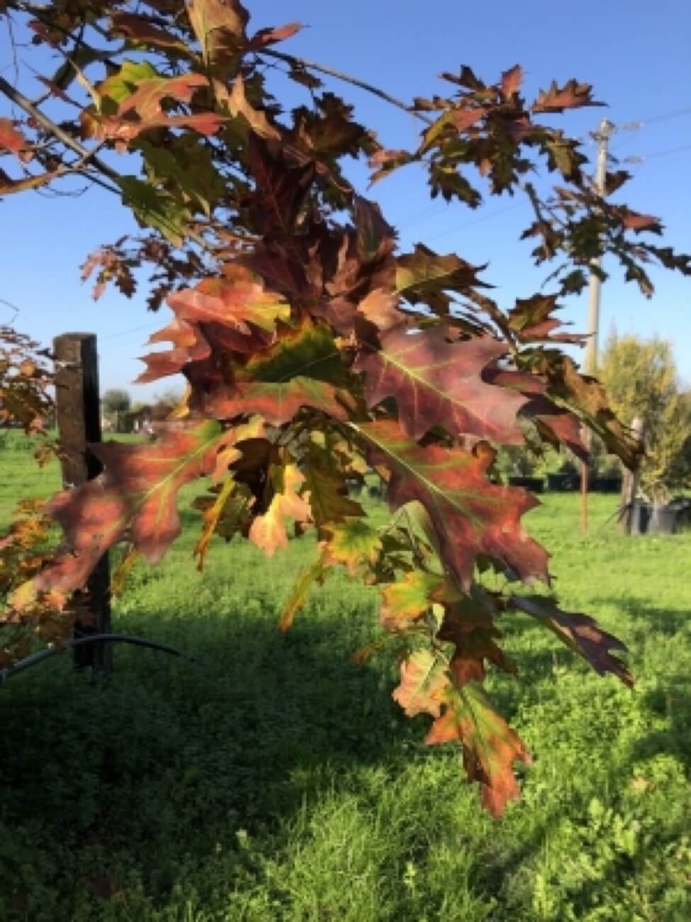 Quercia Rubra Aspetto Autunnale 