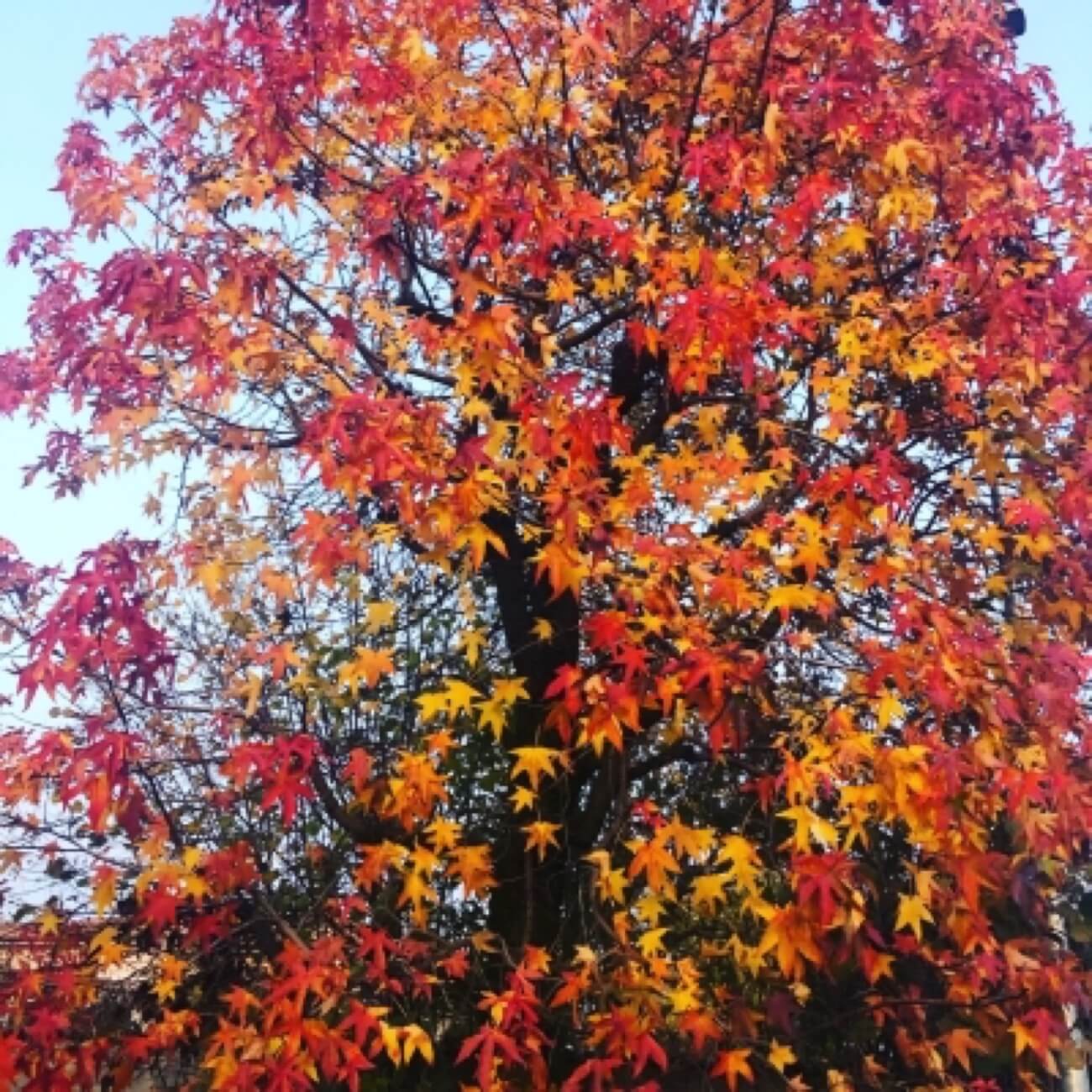 Liquidambar Aspetto Autunnale 