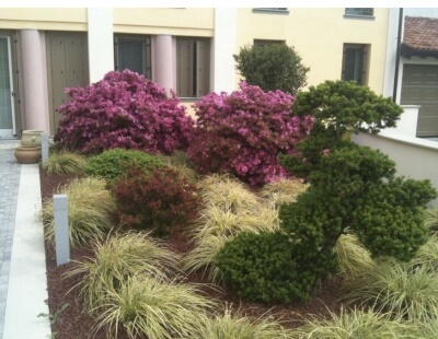 Giardino Con Composizione Di Azalee, Camelie , Tasso Impalcato 