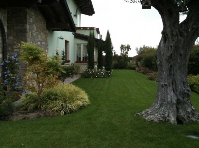 Spazio Verde Esterno Con Olivo In Primo Piano E Aiuole Di Erbacee Perenni 