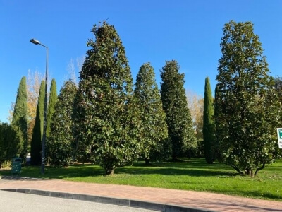 Magnolia Grandiflora 