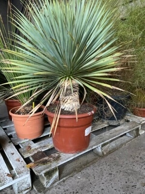 Yucca Rostata 