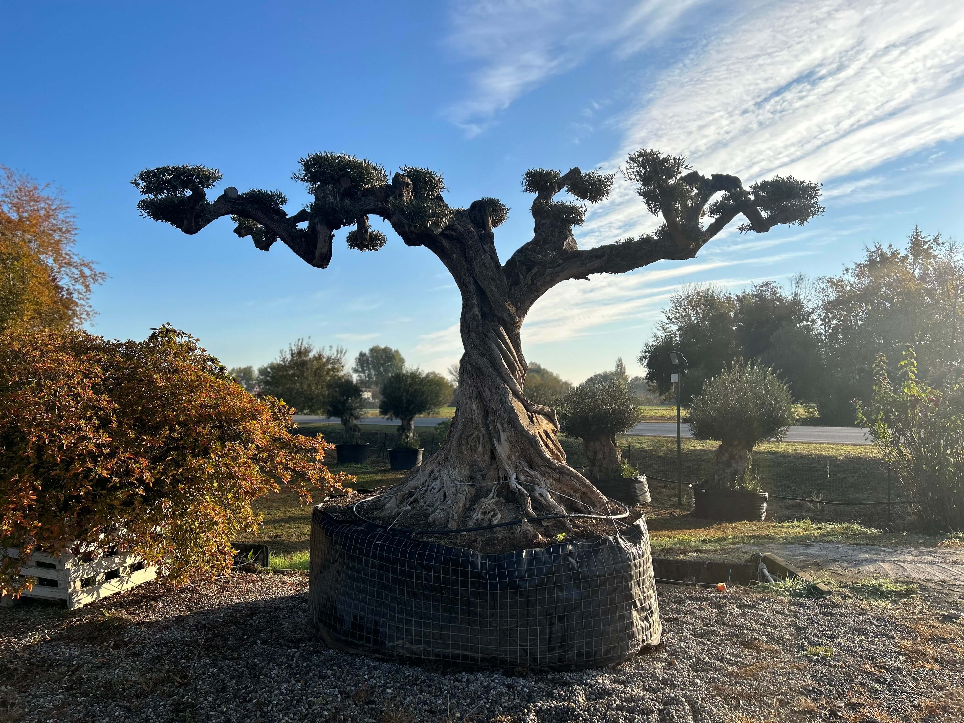 Carosello morgiardini.it