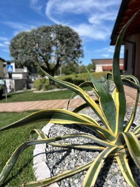 Carosello morgiardini.it