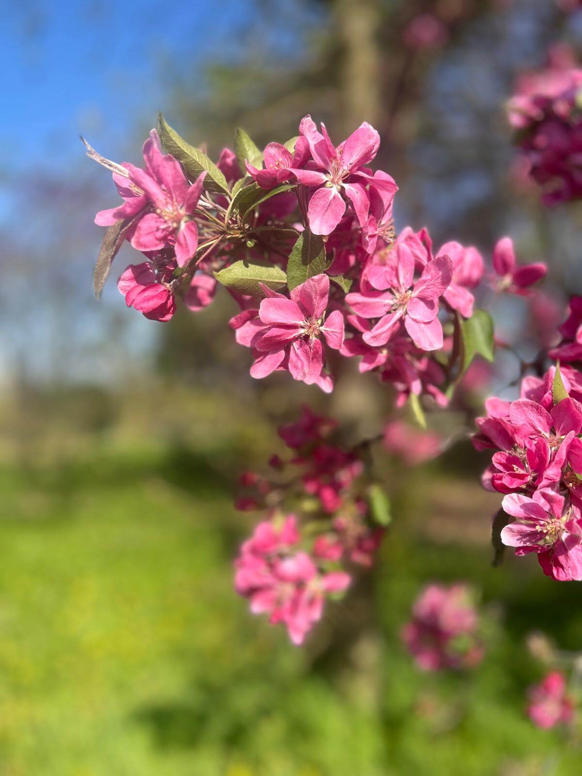 Carosello morgiardini.it