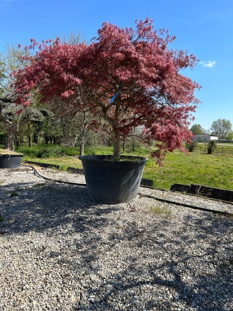 Carosello morgiardini.it