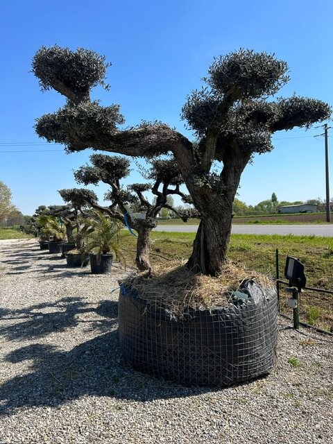 Carosello morgiardini.it