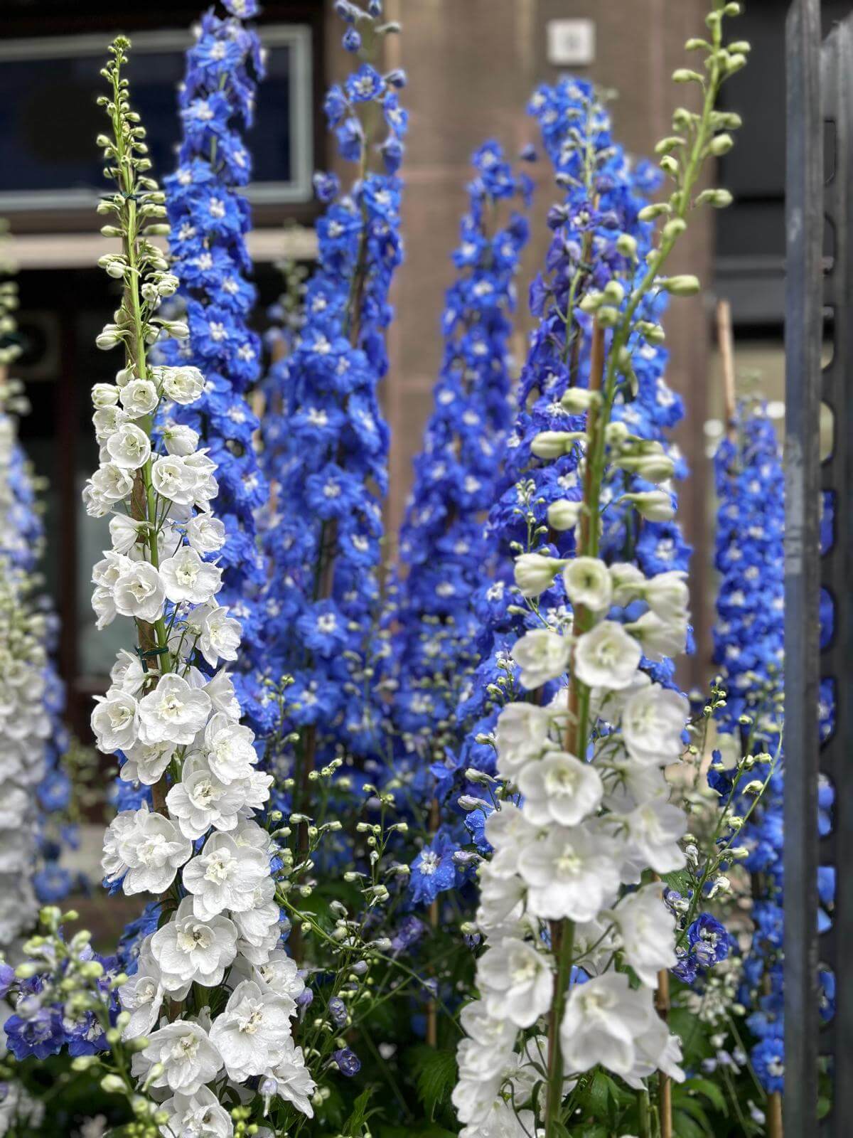 Carosello morgiardini.it