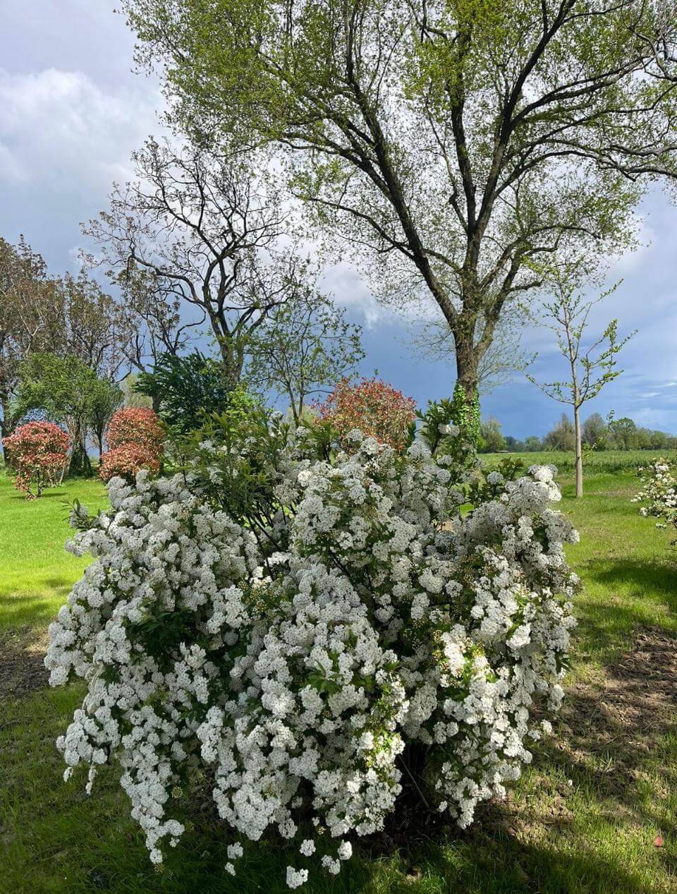 Carosello morgiardini.it