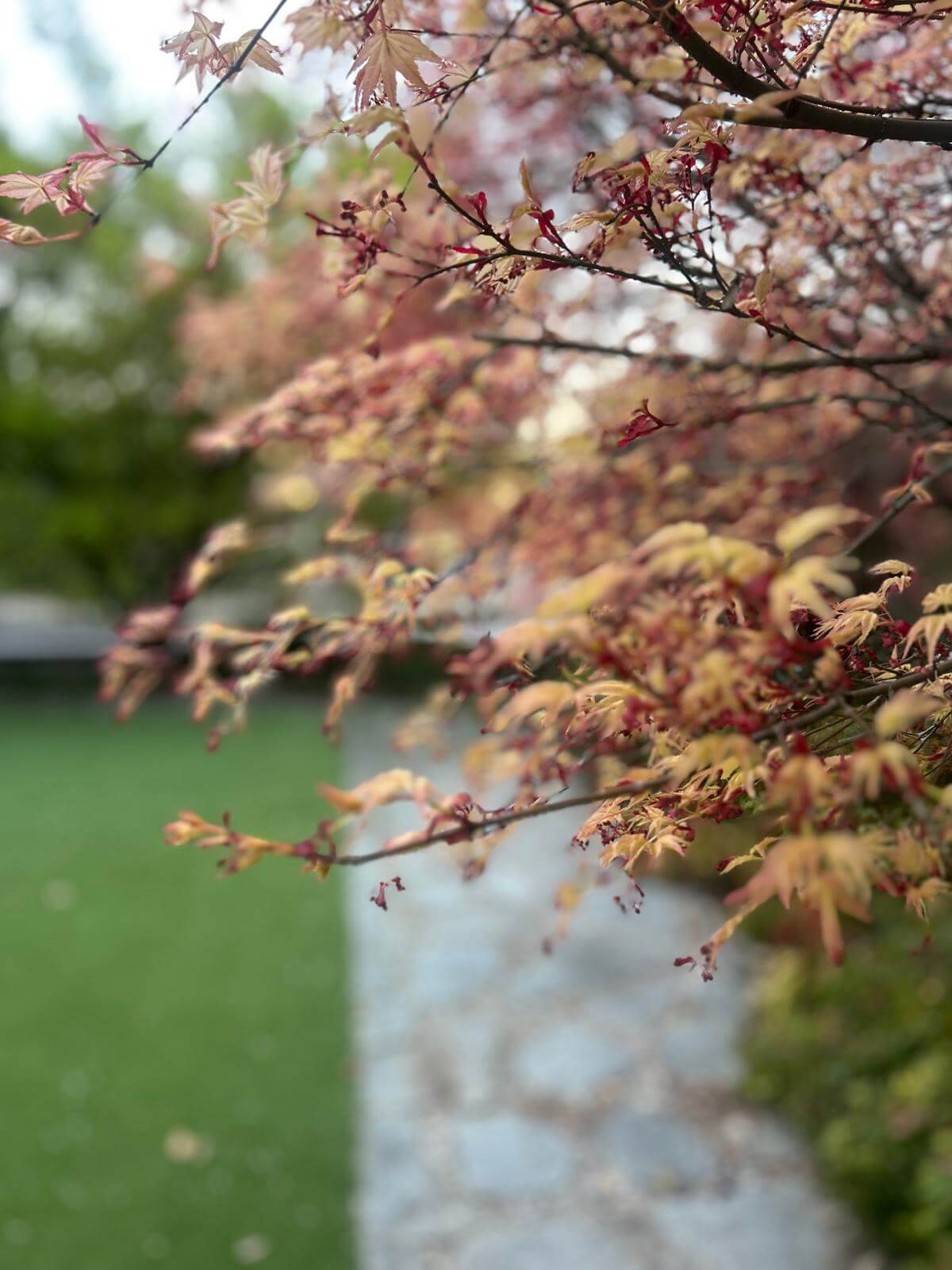 Carosello morgiardini.it